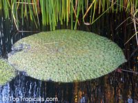 Euryale ferox, Prickly Waterlily, Fox Nut

Click to see full-size image