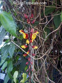 Thunbergia mysorensis, Thunbergia Anderson x Bedd, Hexacentris mysorensis, Clock Vine