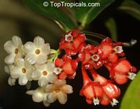 Anthopterus wardii, Neotropical Blueberry