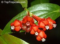 Anthopterus wardii, Neotropical Blueberry