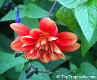 Dahlia Dahlia