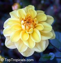 Dahlia