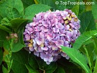 Hydrangea sp., Hydrangea