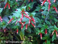 Cuphea ignea, Cigar Flower, Cigarette Plant, Firecracker Plant
