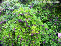 Callicarpa japonica, Japanese Beautyberry, Murasaki Shikibu