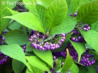 Callicarpa japonica, Japanese Beautyberry, Murasaki Shikibu
