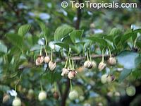 Styrax japonicus, Japanese Snowbell, Ego Noki