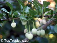 Styrax japonicus, Japanese Snowbell, Ego Noki