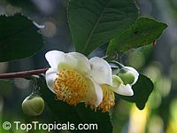 Camellia sinensis, Tea plant