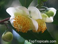 Camellia sinensis - Tea (large leaf)

Click to see full-size image