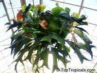 Platycerium sp., Staghorn