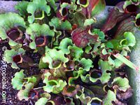 Sarracenia sp., Pitcher Plant