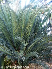 Encephalartos horridus