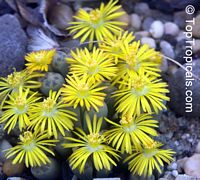 Lithops sp., Living Stones
