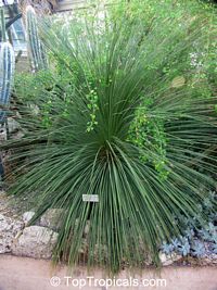 Dasylirion sp., Desert Spoon