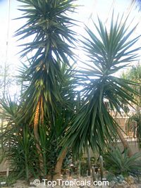 Yucca sp.