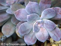 Graptopetalum sp., Graptopetalum