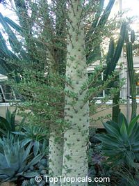Fouquieria columnaris, Boojum Tree