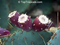 Opuntia phaeacantha, Opuntia engelmanii, Prickly Pear