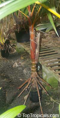 Areca vestiaria, Orange Crownshaft Palm Areca vestiaria, Orange Crownshaft Palm