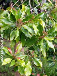 Syzygium aromaticum, Caryophyllus aromaticus, Eugenia caryophyllata, Eugenia caryophyllus, Clove, Cloves