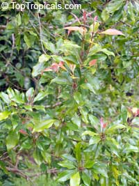 Syzygium aromaticum, Caryophyllus aromaticus, Eugenia caryophyllata, Eugenia caryophyllus, Clove, Cloves