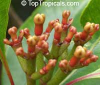 Syzygium aromaticum, Caryophyllus aromaticus, Eugenia caryophyllata, Eugenia caryophyllus, Clove, Cloves