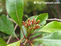 Syzygium aromaticum, Caryophyllus aromaticus, Eugenia caryophyllata, Eugenia caryophyllus, Clove, Cloves