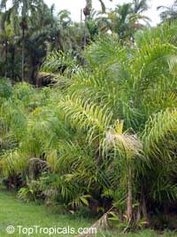 Bactris gasipaes