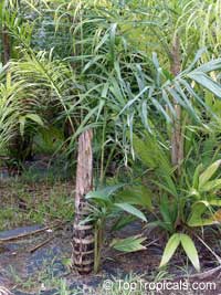Bactris gasipaes