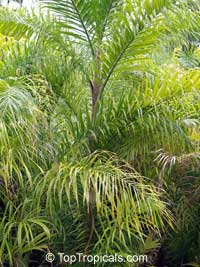 Bactris gasipaes