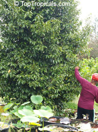 Myristica fragrans, Nutmeg Myristica fragrans, Nutmeg