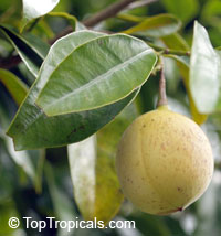 Myristica fragrans, Nutmeg Myristica fragrans, Nutmeg