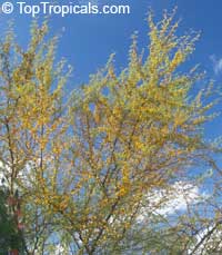 Acacia farnesiana, Mimosa farnesiana, Yellow Mimosa, Sweet Wattle Acacia farnesiana, Mimosa farnesiana, Yellow Mimosa, Sweet Wattle