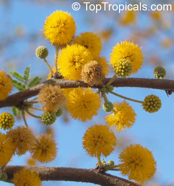 Mimosa farnesiana - Yellow Mimosa, Sweet Wattle. This is a bushy shrub that 