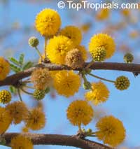 Acacia farnesiana - Sweet Mimosa

Click to see full-size image