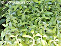 Canella winterana, Winter Cinnamon, Wild Cinnamon Canella winterana, Winter Cinnamon, Wild Cinnamon