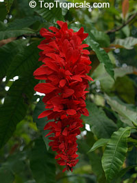 Warscewiczia ( Warszewiczia ) coccinea