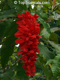 Warscewiczia ( Warszewiczia ) coccinea