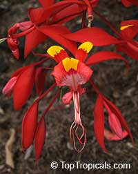 Amherstia nobilis, Pride of Burma, Orchid Tree
