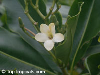 Fagraea berteriana ( berteroana ) Fagraea berteriana ( berteroana )