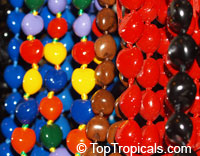 Aleurites moluccana, Aleurites triloba, Croton moluccanus, Candlenut oil tree, Candleberry, Varnish tree, Indian or Belgaum Walnut, Kemiri, Kukui nut tree