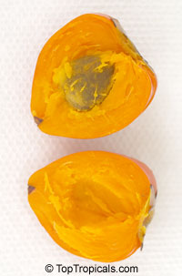 Bactris gasipaes, Peach Palm, Pixbae, Pewa 