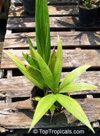 Bactris gasipaes, Peach Palm, Pixbae, Pewa 