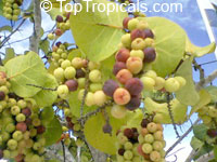 Coccoloba uvifera, Sea grape