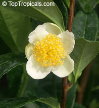 Camellia sinensis, Tea plant