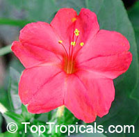 Mirabilis Jalapa, Mirabilis lindheimeri, Mirabilis dichotoma, Mirabilis odorata, Four o