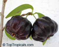 Eugenia uniflora, Eugenia michelii, Surinam Cherry, Pitanga, Brazilian Cherry