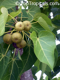 Thespesia populnea, Hibiscus populneus, Seaside Mahoe, Portia Tree, Milo 