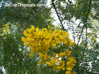 Senna multijuga, Cassia multijuga, False Sicklepod